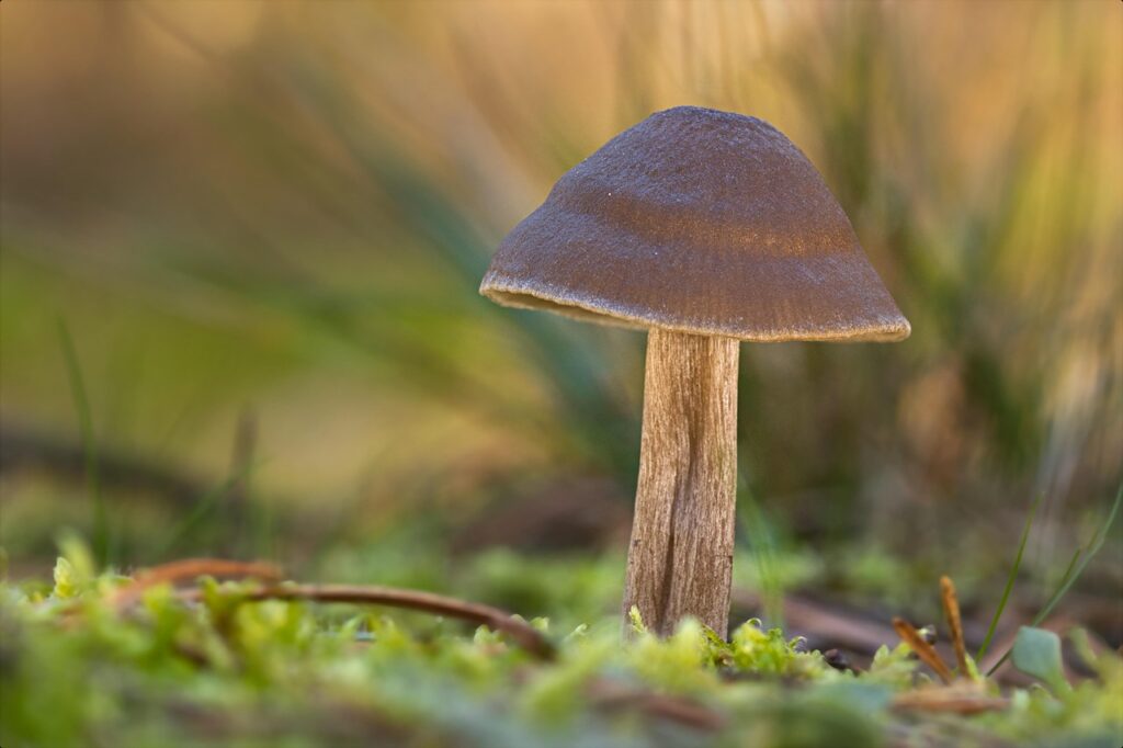 Brown forest mushroom close up