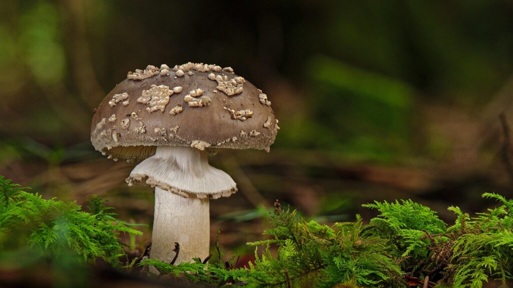 Wild forest mushroom close up