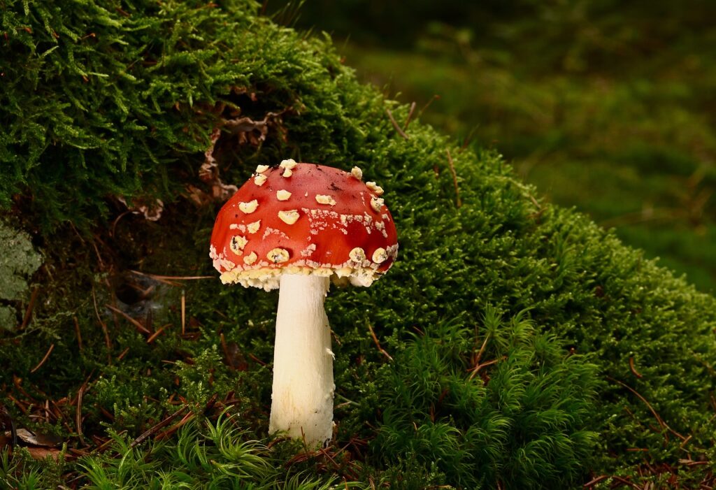 Red toadstool on the forest floor